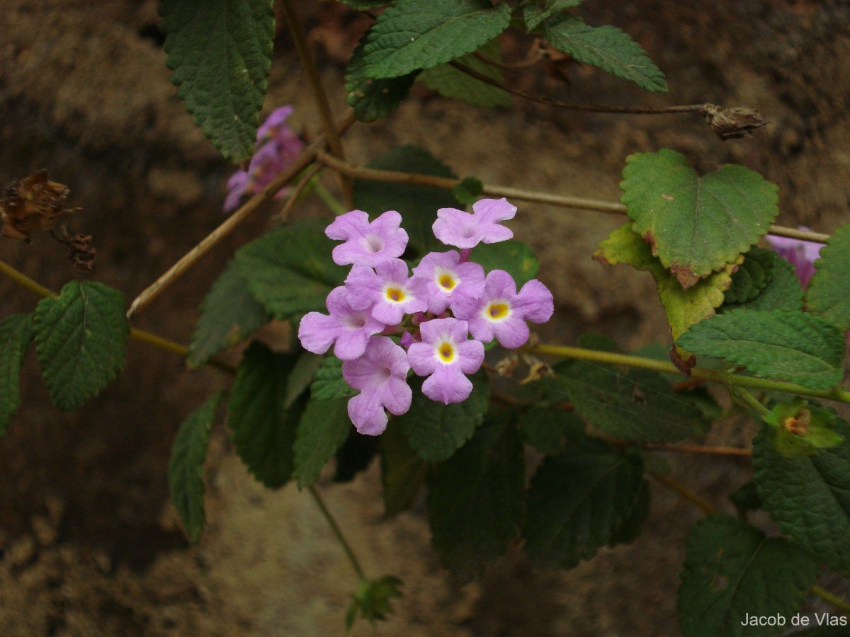 Lantana montevidensis (Spreng.) Briq.